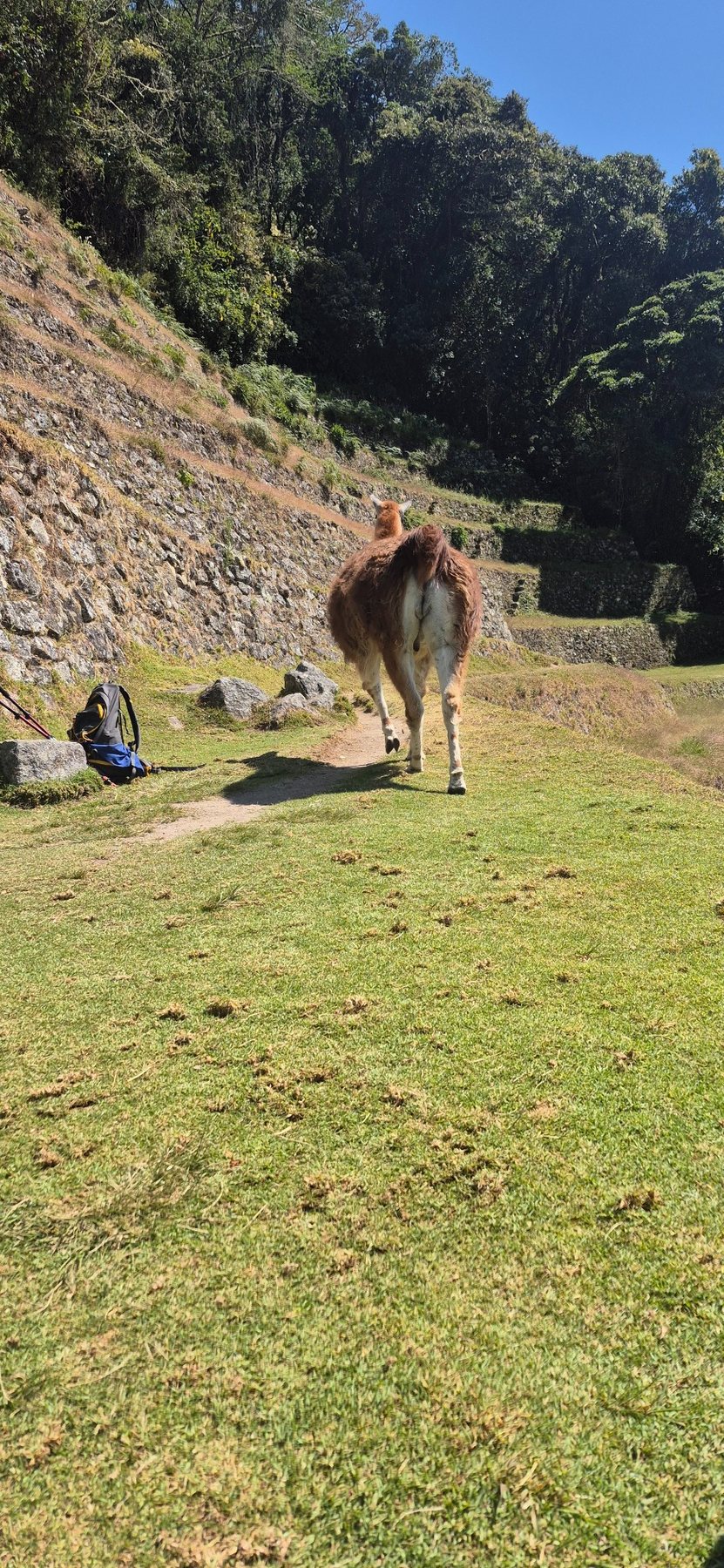 Inca Trail · Day 4 · The road to Machu Picchu