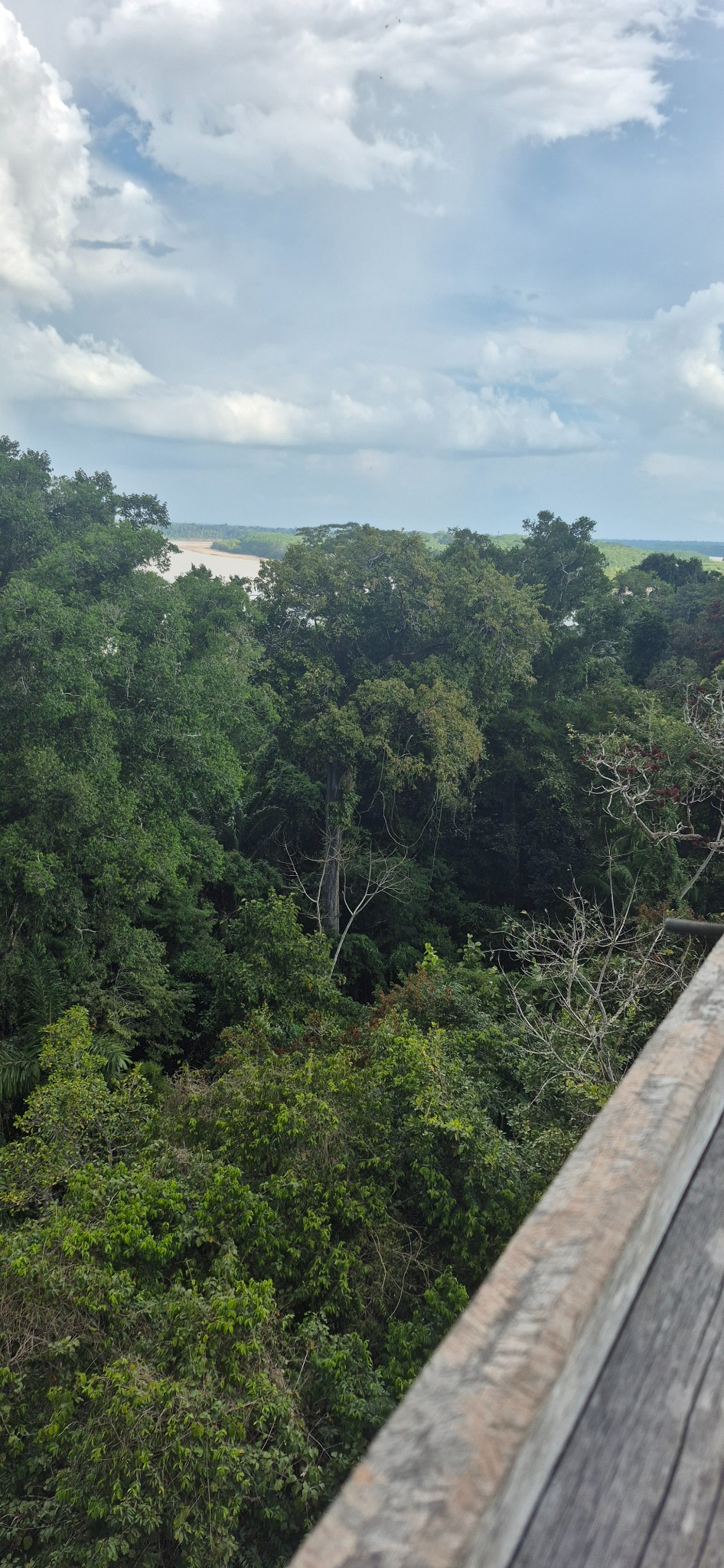 Amazon canopy